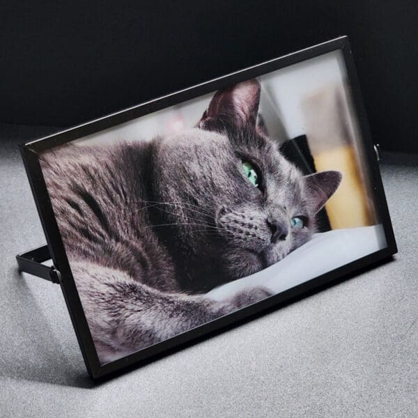 Black frame picture of a gray cat.